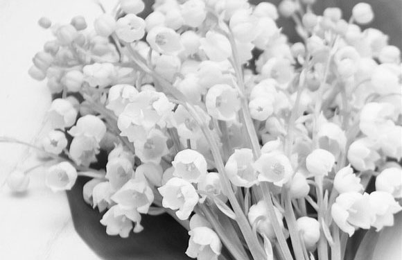 flower3